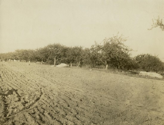 A recently plowed field next to an orchard.
