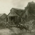 At a barn, young men unload cornstalks from wagons pulled by oxen.